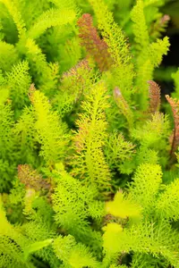 ACHILLEA SUMMER BERRIES MIX VARS 2L - image 5