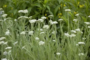 ACHILLEA SUMMER BERRIES MIX VARS 2L - image 3