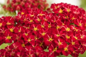 Achillea 'Summer Pastels' - P9 - image 2