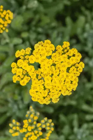 Achillea tomentosa - P9 - image 5