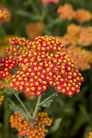 Achillea 'Walther Funcke' - P9