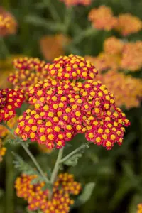 Achillea 'Walther Funcke'