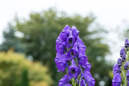 Aconitum carm. 'Arendsii' - P11 - image 2