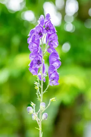 Aconitum napellus - P9 - image 5