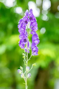 Aconitum napellus - P9 - image 5