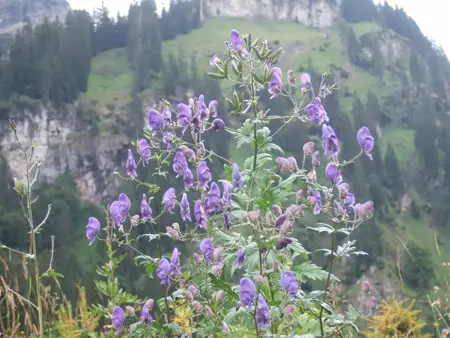 Aconitum napellus - P9 - image 3