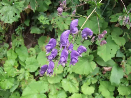 Aconitum napellus - P9 - image 4