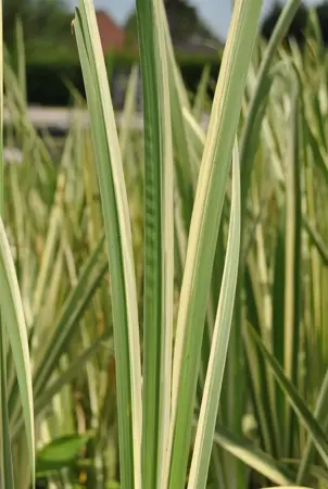 ACORUS ARGENTEOSTRAITUS 2L