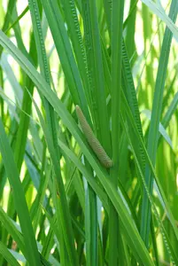 Acorus calamus - 17 cm aquatic basket