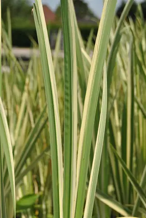 Acorus calamus 'Variegatus' - P9