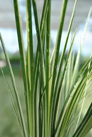 Acorus gramineus - 17 cm aquatic basket - image 3