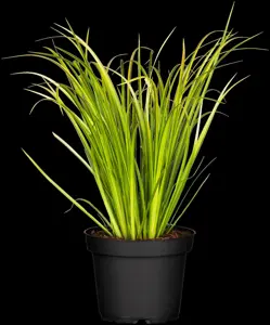 Acorus gramineus - P9 - image 5