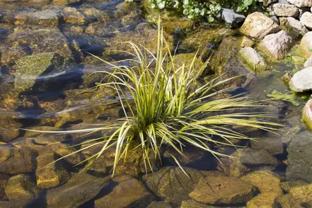 Acorus gramineus - 17 cm aquatic basket - image 2