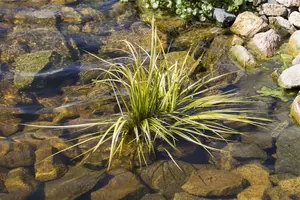 Acorus gramineus - 17 cm aquatic basket - image 2