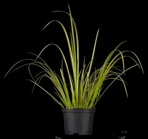 Acorus gramineus - 17 cm aquatic basket - image 1