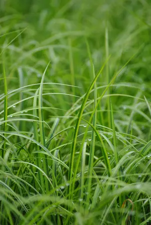 Acorus gramineus 'Ogon' - 17 cm aquatic basket - image 1