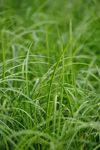 Acorus gramineus 'Ogon' - 17 cm aquatic basket - image 1