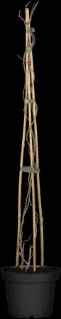 Actinidia arg. 'Mammy Weiki' - 2 Ltr, 3 canes - image 1