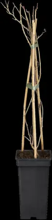 Actinidia arg. 'Mammy Weiki' - 2 Ltr, 3 canes - image 2