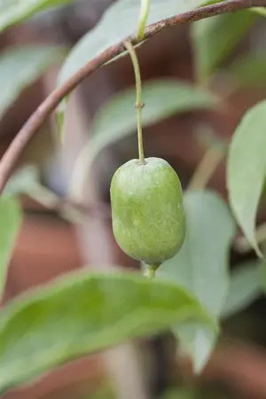 Actinidia arguta 'Issai' - LINERS 18 CEL TRAY P9 SIZE - image 1