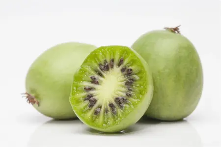 Actinidia arguta 'Issai' - P9 - image 4