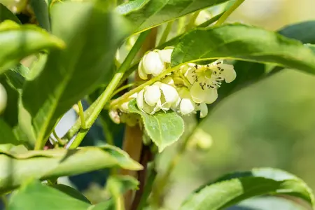 Actinidia arguta 'Issai' - LINERS 18 CEL TRAY P9 SIZE - image 2