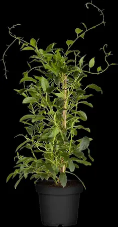 Actinidia arguta 'Issai' - 200-250 CM C20 3 CANE - image 3