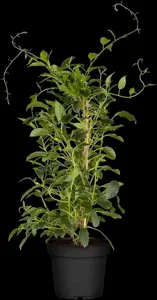 Actinidia arguta 'Issai' - 200-250 CM C20 3 CANE - image 3