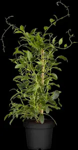 Actinidia arguta 'Issai' - 3 Ltr pot - image 3