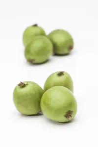 Actinidia arguta 'Japsai'