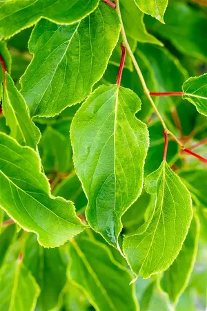 Actinidia arguta 'Japsai' - P9 + cane - image 5
