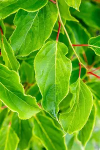 Actinidia arguta 'Japsai' - P9 + cane - image 5