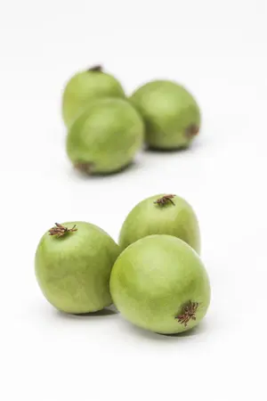 Actinidia arguta 'Japsai' - P9 - image 1