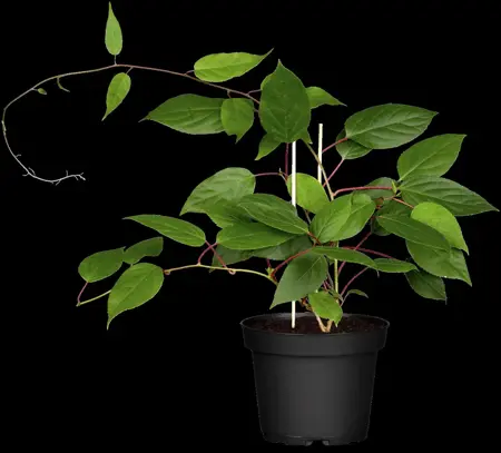 Actinidia arguta 'Ken's Red' - 60-80 CM C2