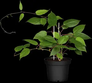 Actinidia arguta 'Ken's Red' - 60-80 CM C2