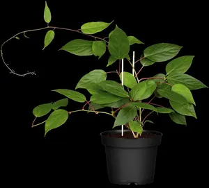 Actinidia arguta 'Ken's Red' - 3 Ltr pot