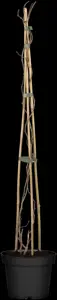 Actinidia arguta 'Weikii' - 2 Ltr, 3 canes - image 2