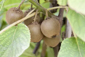 Actinidia chin. 'Minkigold'?
