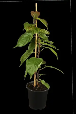 Actinidia kolomikta - 150-175 CM C5 - image 1