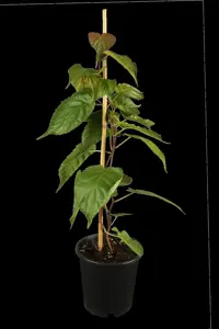 Actinidia kolomikta - 200-250 CM C20 3 CANE - image 1
