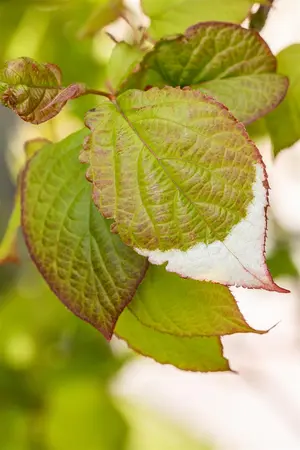 Actinidia kolomikta - 80-100 CM C2 - image 3
