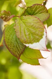 Actinidia kolomikta - 200-250 CM C20 - image 2