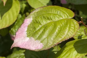 Actinidia kolomikta - 200-250 CM C20 - image 1