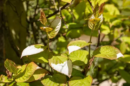 Actinidia kolomikta - 200-250 CM C20 - image 3