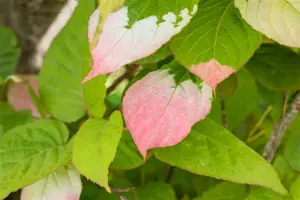Actinidia kolomikta - 200-250 CM C20 - image 4