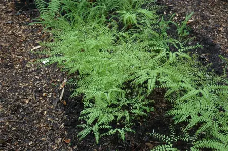 Adiantum pedatum - P11 - image 1