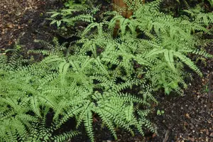 Adiantum pedatum - P11 - image 3