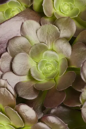 Aeonium arboreum 'Velours' - 5 Ltr pot - image 2