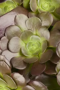 Aeonium arboreum 'Velours' - 5 Ltr pot - image 2