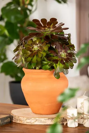 Aeonium arboreum 'Velours' - 5 Ltr pot - image 5
